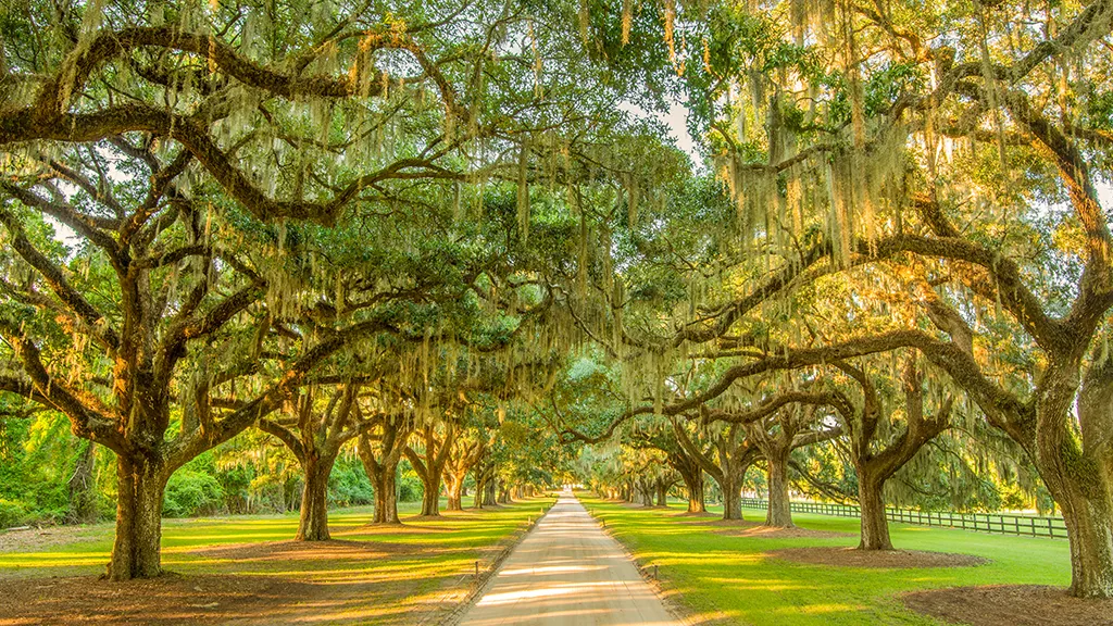 Romantic outdoor wedding at Boone Hall Plantation with oak trees and Spanish moss in Charleston SC